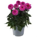 Afbeelding van Ej Dahlia Lilac